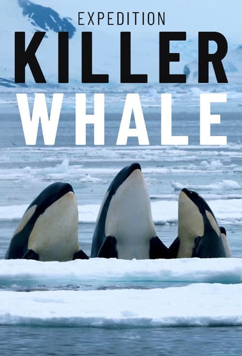 Killer Whale 2025 Download